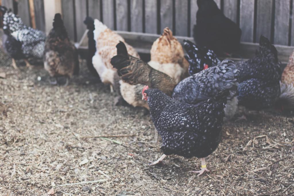why do chicken coops have 2 doors